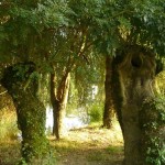 Arbres bordant l'Autise